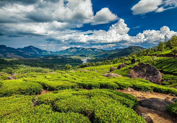 Munnar Seasonal Tour Packages | call 9899567825 Avail 50% Off